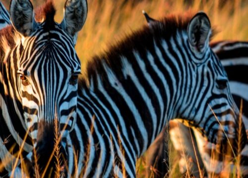 3-Day Luxury Safari to Serengeti and Ngorongoro