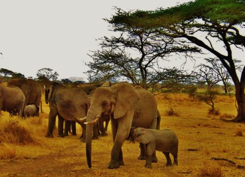 3-Day Group Safari in Tanzania